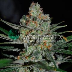 Afghan kush Early Version, Фасовка: 3